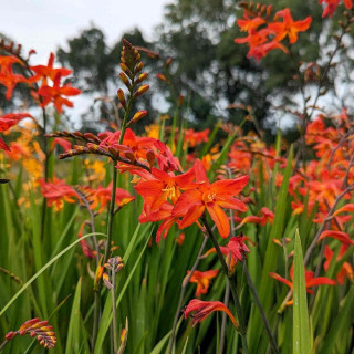 Plantes Vivaces CROCOSMIA 'Clyvia' - Montbretia en vente - Pépinière Lepage .