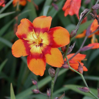 CROCOSMIA 'Emily McKenzie'