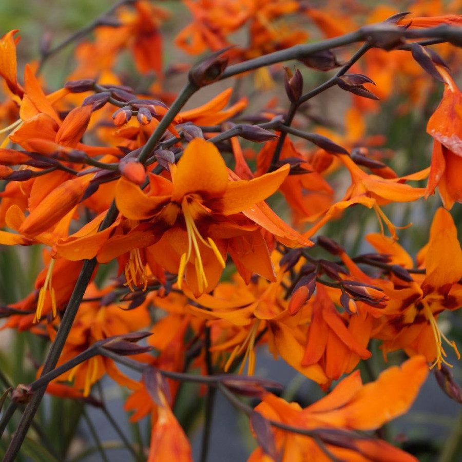 Plantes Vivaces CROCOSMIA 'Emily McKenzie' - Montbretia en vente - Pépinière Lepage .