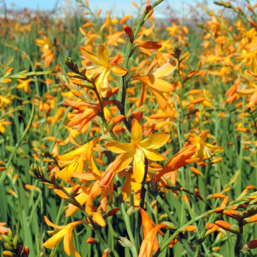 Plantes Vivaces CROCOSMIA 'George Davidson' - Montbretia en vente - Pépinière Lepage .