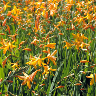 Plantes Vivaces CROCOSMIA 'George Davidson' - Montbretia en vente - Pépinière Lepage .