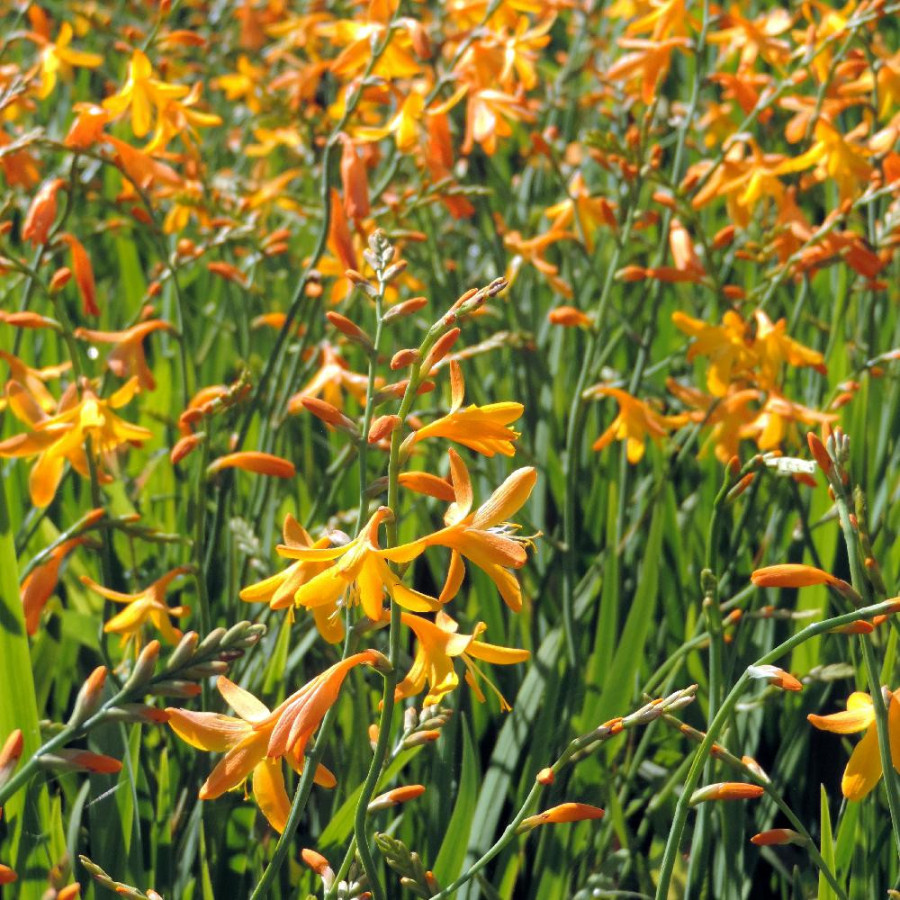 Plantes Vivaces CROCOSMIA 'George Davidson' - Montbretia en vente - Pépinière Lepage .