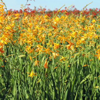Plantes Vivaces CROCOSMIA 'George Davidson' - Montbretia en vente - Pépinière Lepage .