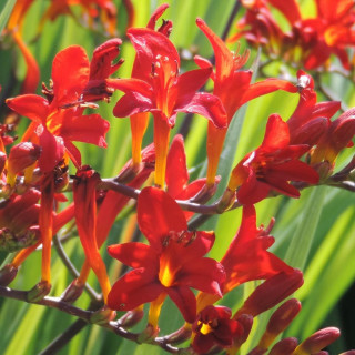 Plantes Vivaces CROCOSMIA 'Lucifer' - Montbretia en vente - Pépinière Lepage .