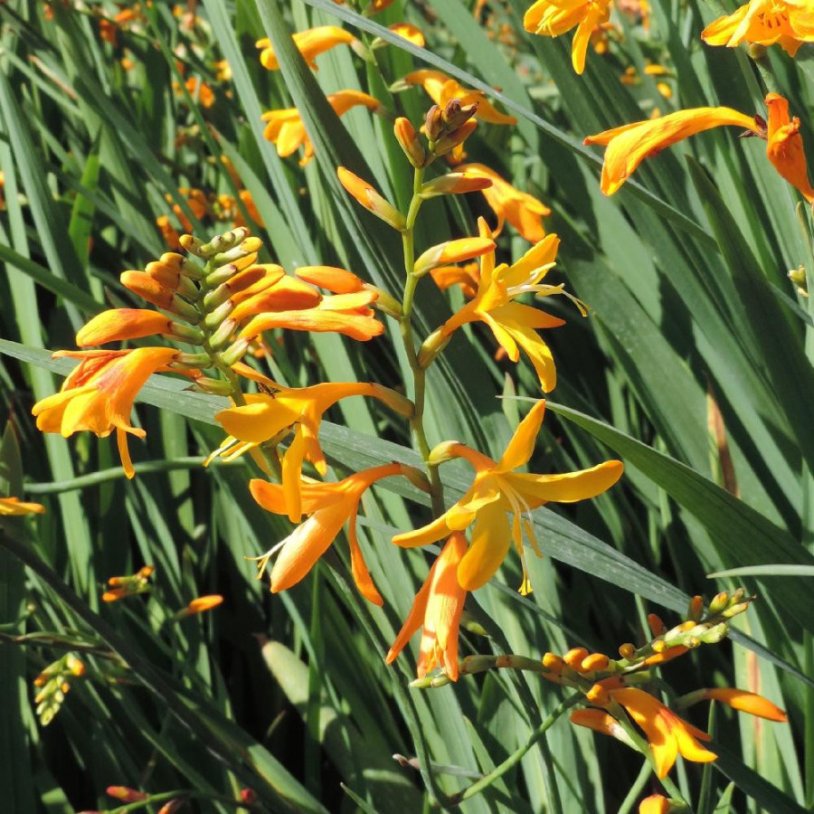 Plantes Vivaces CROCOSMIA 'Voyager' - Montbretia en vente - Pépinière Lepage .