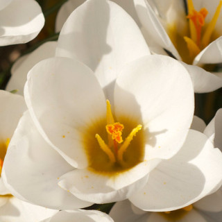 Plantes Vivaces CROCUS chrysanthus  - Crocus en vente - Pépinière Lepage .