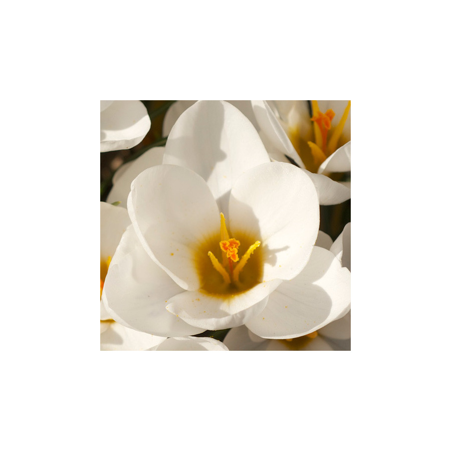 Plantes Vivaces CROCUS chrysanthus  - Crocus en vente - Pépinière Lepage .