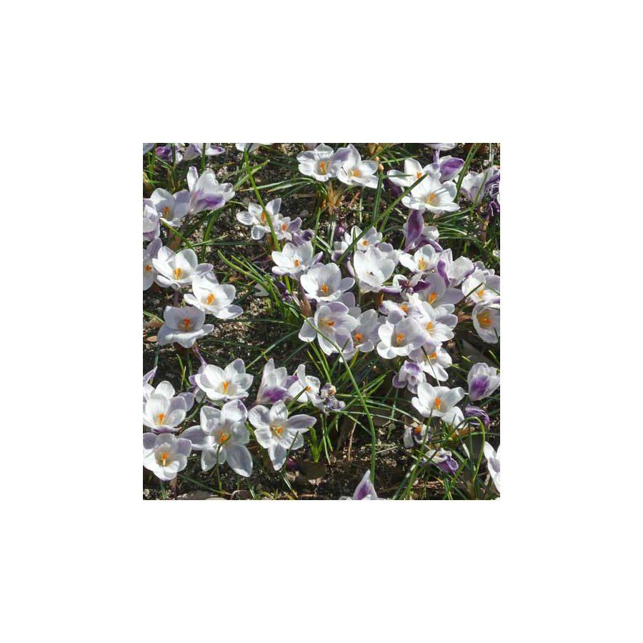 Plantes Vivaces CROCUS chrysanthus  - Crocus en vente - Pépinière Lepage .