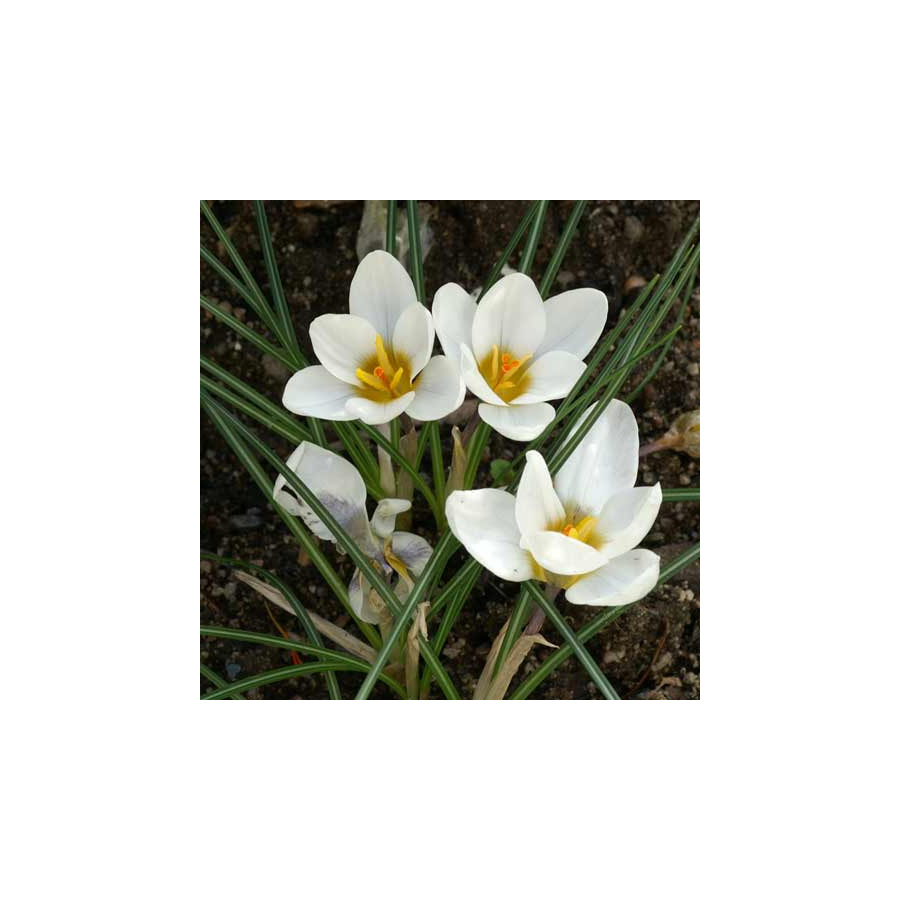 Plantes Vivaces CROCUS chrysanthus  - Crocus en vente - Pépinière Lepage .