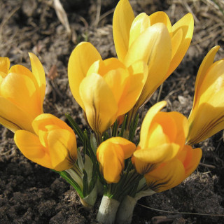 Plantes Vivaces CROCUS flavus - Crocus en vente - Pépinière Lepage .