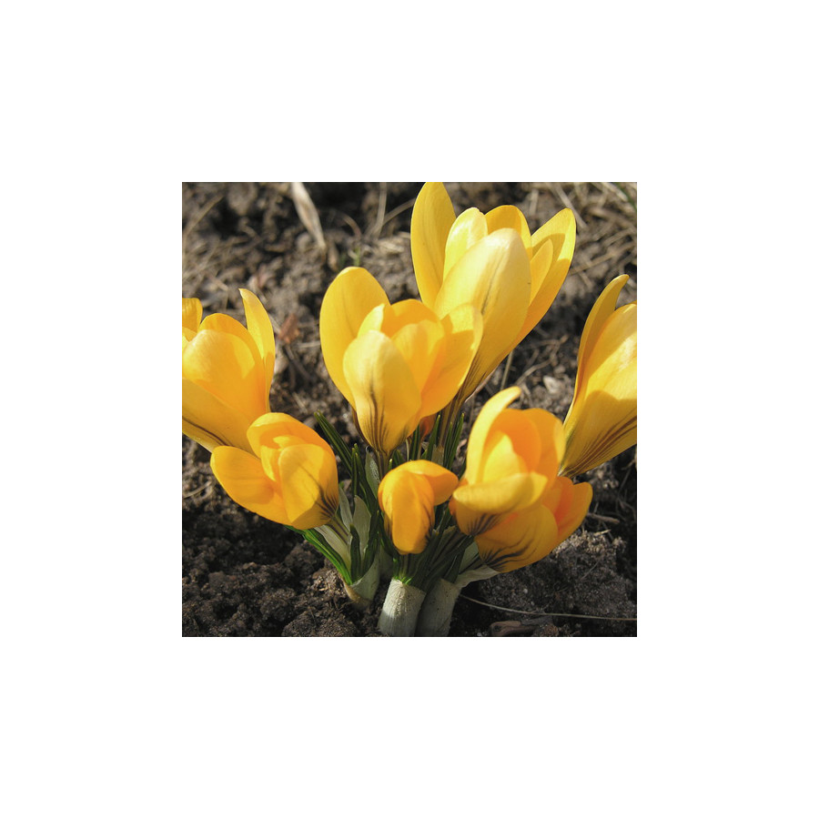 Plantes Vivaces CROCUS flavus - Crocus en vente - Pépinière Lepage .