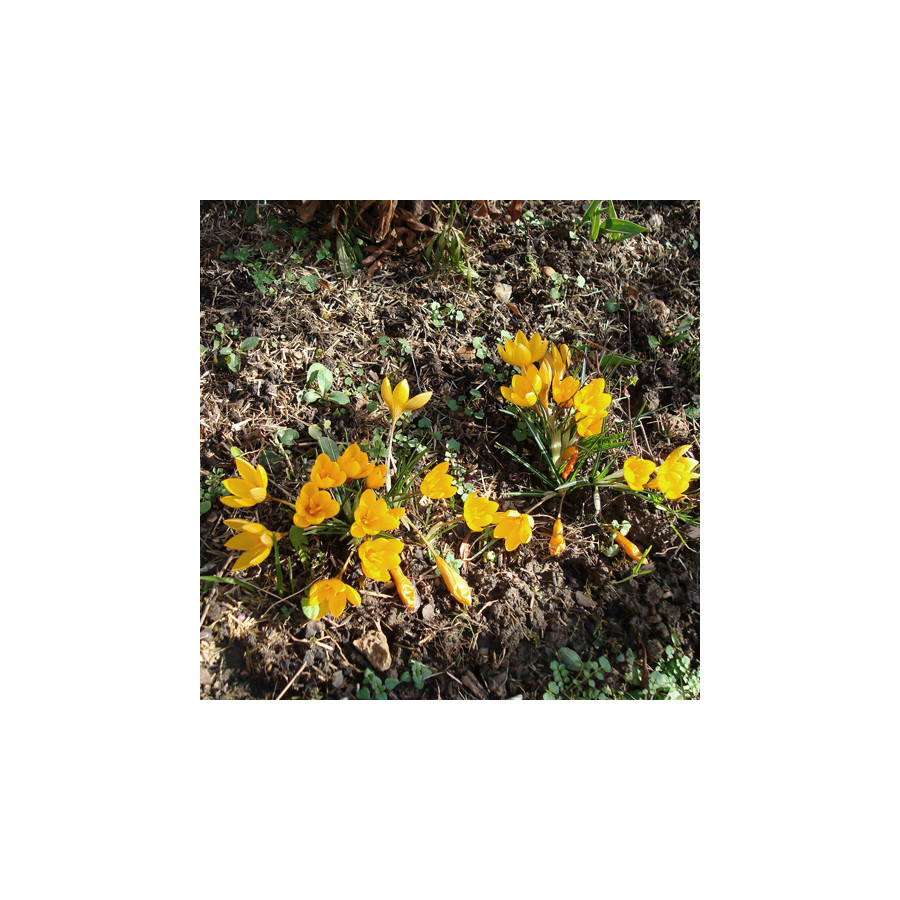 Plantes Vivaces CROCUS flavus - Crocus en vente - Pépinière Lepage .