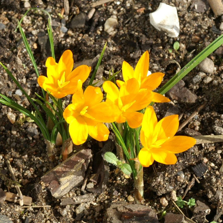 Plantes Vivaces CROCUS flavus - Crocus en vente - Pépinière Lepage .