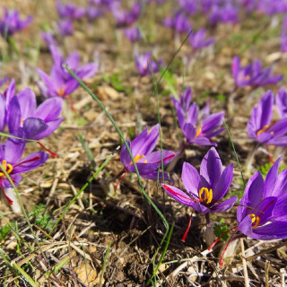 Plantes Vivaces CROCUS sativus - Safran en vente - Pépinière Lepage .
