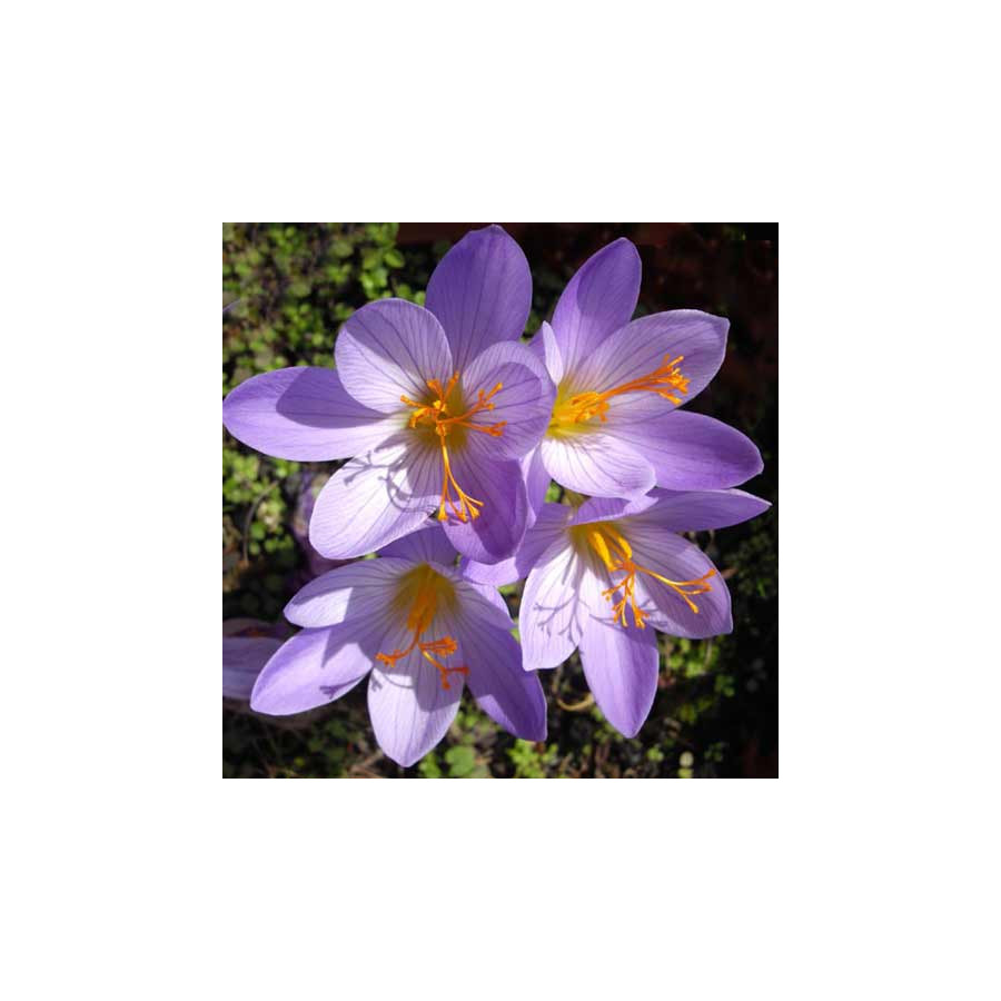 Plantes Vivaces CROCUS speciosus 'Conqueror'  - Crocus en vente - Pépinière Lepage .