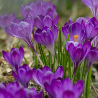 Plantes Vivaces CROCUS tommasinianus 'Ruby Giant'  - Crocus en vente - Pépinière Lepage .