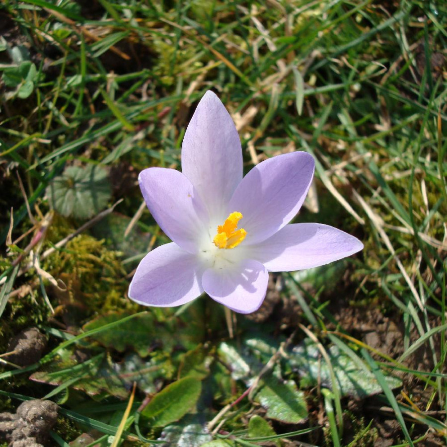 Plantes Vivaces CROCUS vernus - Crocus de Naples en vente - Pépinière Lepage .