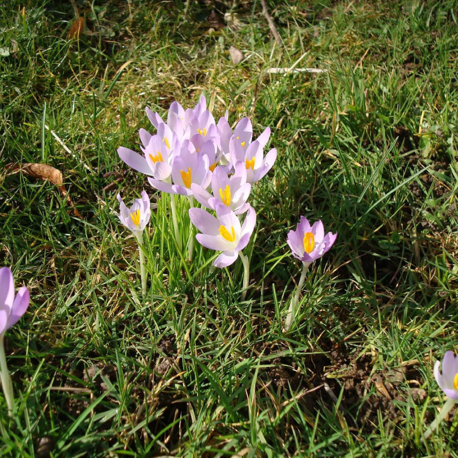 Plantes Vivaces CROCUS vernus - Crocus de Naples en vente - Pépinière Lepage .