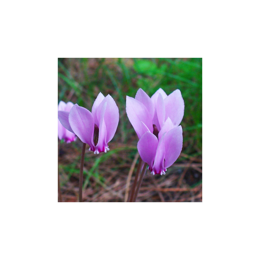 Plantes Vivaces CYCLAMEN hederifolium - Cyclamen de Naples en vente - Cyclamen à feuilles de lierre en vente - Pépinière Lepage 