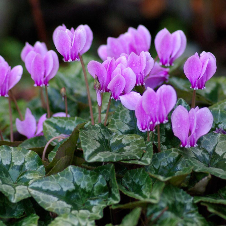 Plantes Vivaces CYCLAMEN hederifolium - Cyclamen de Naples en vente - Cyclamen à feuilles de lierre en vente - Pépinière Lepage 
