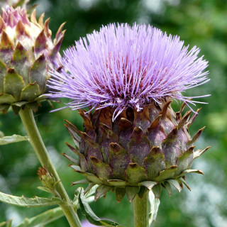 CYNARA scolymus
