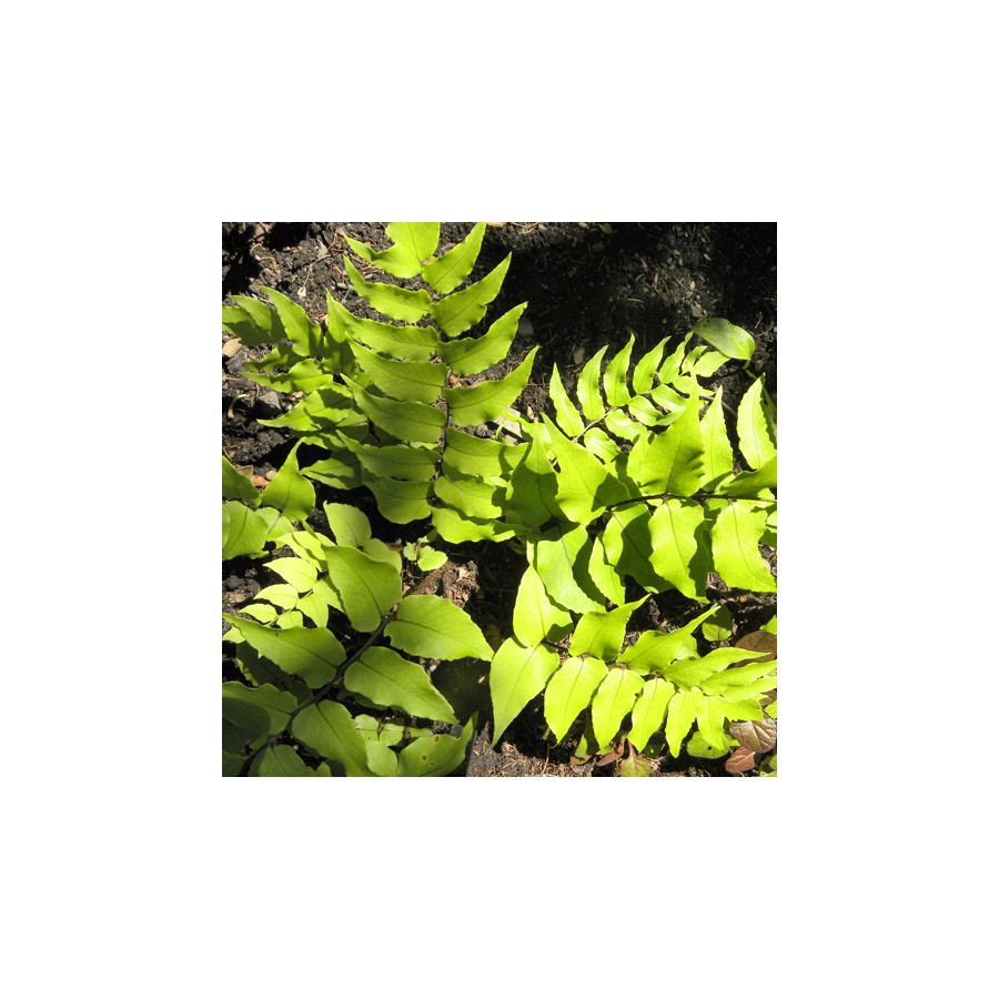 Plantes Vivaces CYRTOMIUM fortunei - Fougère en vente - Pépinière Lepage .