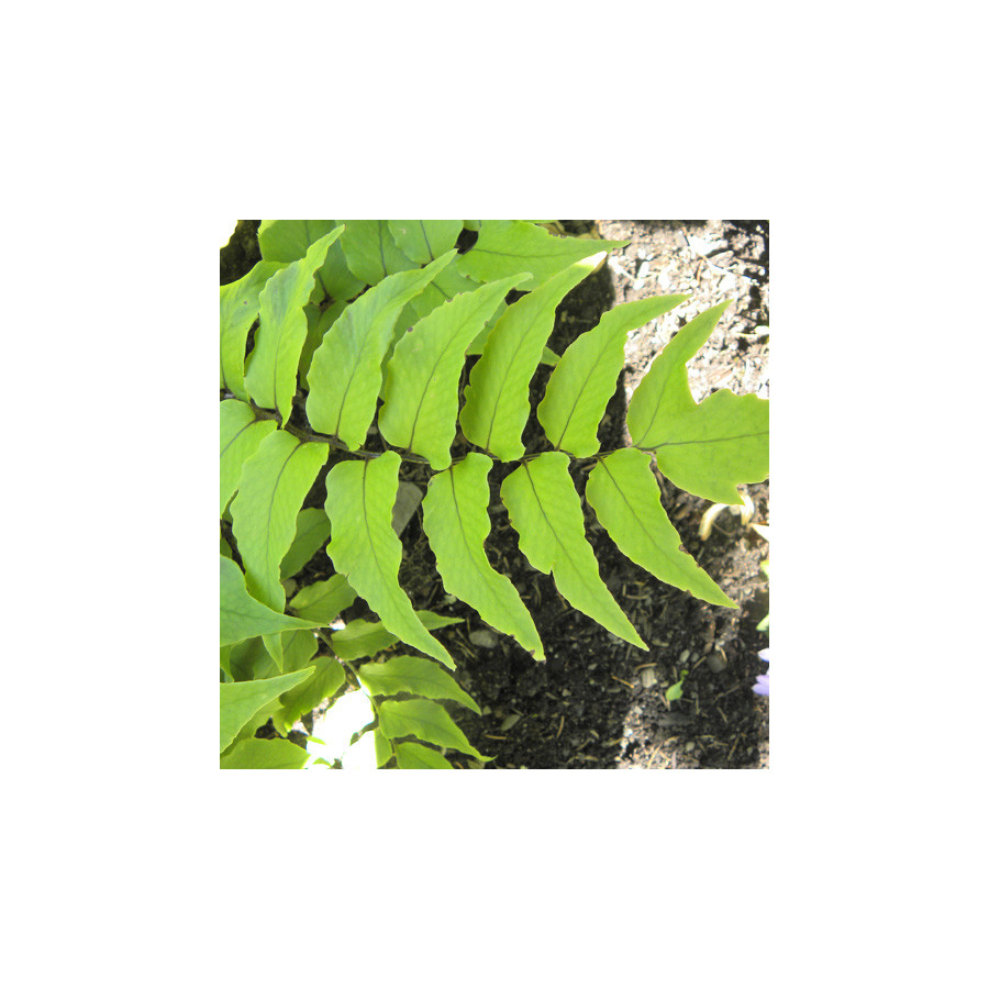 Plantes Vivaces CYRTOMIUM fortunei - Fougère en vente - Pépinière Lepage .