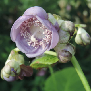 DEINANTHE 'Blue Wonder'