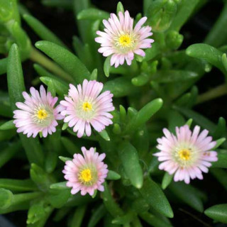 Plantes Vivaces DELOSPERMA 'Jewel of Desert Rosequartz' ® en vente - Pépinière Lepage .