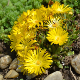 Plantes Vivaces DELOSPERMA congestum - Pourpier congestionné en vente - Pépinière Lepage .