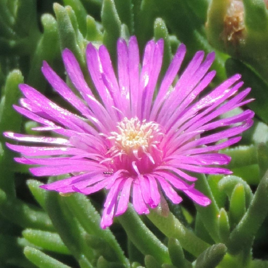 Plantes Vivaces DELOSPERMA cooperi - Pourprier de Cooper en vente - Pépinière Lepage .