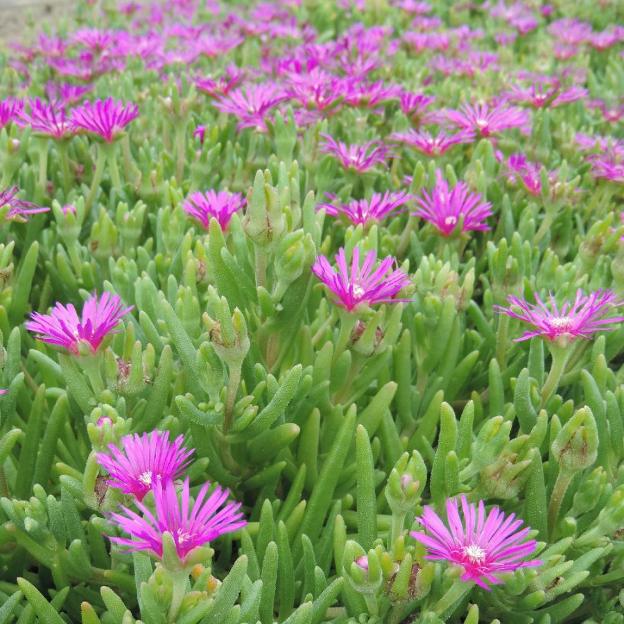 Plantes Vivaces DELOSPERMA cooperi - Pourprier de Cooper en vente - Pépinière Lepage .