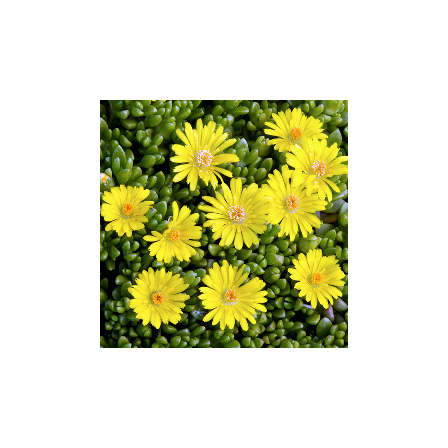 Plantes Vivaces DELOSPERMA nubigenum en vente - Pépinière Lepage .