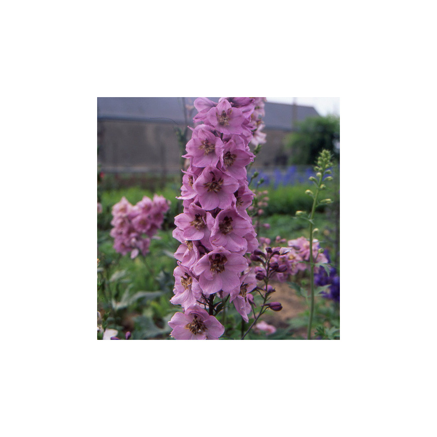 Plantes Vivaces DELPHINIUM 'Astolat' (Pacific Giant Group) - Pied d'alouette vivace en vente - Pépinière Lepage .
