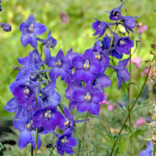 Plantes Vivaces DELPHINIUM 'Atlantis' (Belladonna Group) - Pied d'alouette vivace en vente - Pépinière Lepage .