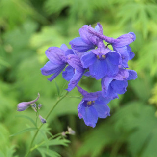 Plantes Vivaces DELPHINIUM 'Bellamosum' (Belladonna Group) - Pied d'alouette vivace en vente - Pépinière Lepage .