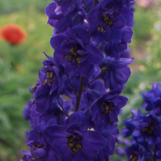DELPHINIUM 'Black Knight' (Pacific Giant Group)