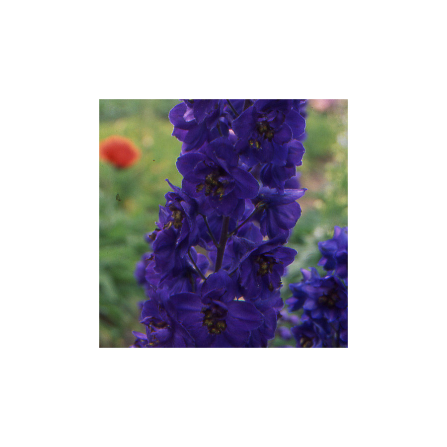 Plantes Vivaces DELPHINIUM 'Black Knight' (Pacific Giant Group) - Pied d'alouette vivace en vente - Pépinière Lepage .