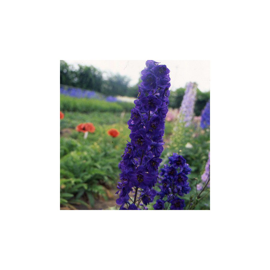 Plantes Vivaces DELPHINIUM 'Black Knight' (Pacific Giant Group) - Pied d'alouette vivace en vente - Pépinière Lepage .