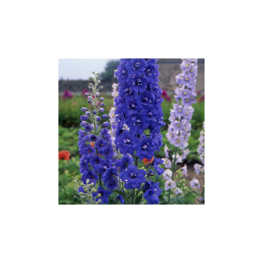 Plantes Vivaces DELPHINIUM 'Blue Bird' (Pacific Giant Group) - Pied d'alouette vivace en vente - Pépinière Lepage .