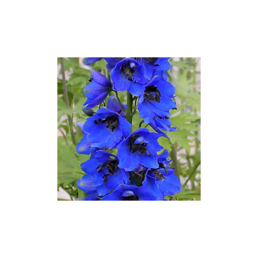 Plantes Vivaces DELPHINIUM 'Blue Jay' (Pacific Giant Group) - Pied d'alouette vivace en vente - Pépinière Lepage .
