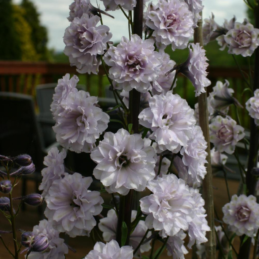 Plantes Vivaces DELPHINIUM 'Cha Cha' ® - Pied d'alouette vivace en vente - Pépinière Lepage .