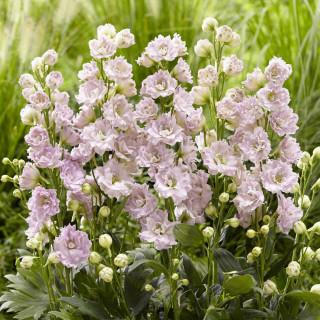 DELPHINIUM 'Cinderella'