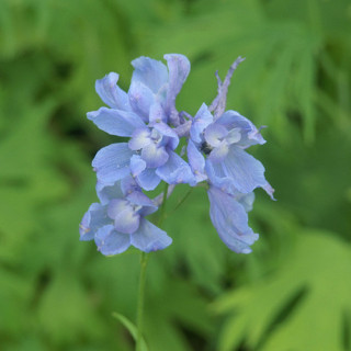 Plantes Vivaces DELPHINIUM 'Cliveden Beauty' (Belladonna Group) - Pied d'alouette vivace en vente - Pépinière Lepage .
