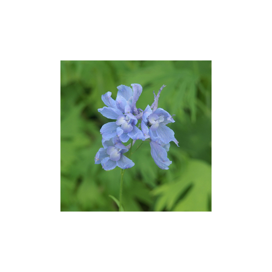 Plantes Vivaces DELPHINIUM 'Cliveden Beauty' (Belladonna Group) - Pied d'alouette vivace en vente - Pépinière Lepage .