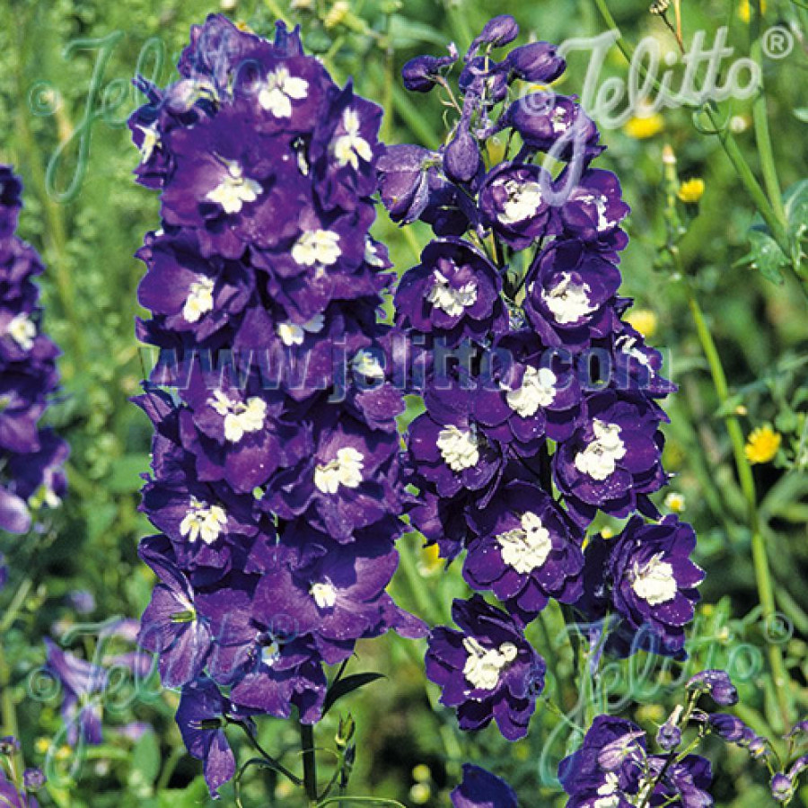 Plantes Vivaces DELPHINIUM 'King Arthur' (Pacific Giant Group) - Pied d'alouette vivace en vente - Pépinière Lepage .