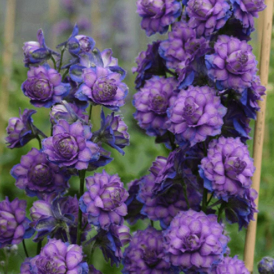 Plantes Vivaces DELPHINIUM 'Sweet Sensation' ® - Pied d'alouette vivace en vente - Pépinière Lepage .