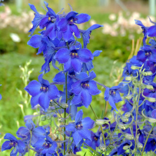 Plantes Vivaces DELPHINIUM 'Völkerfrieden' (Belladonna Group) - Pied d'alouette vivace en vente - Pépinière Lepage .