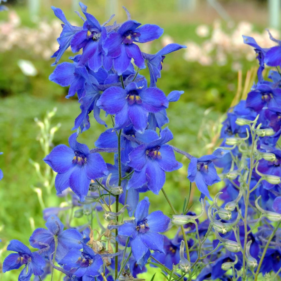 Plantes Vivaces DELPHINIUM 'Völkerfrieden' (Belladonna Group) - Pied d'alouette vivace en vente - Pépinière Lepage .