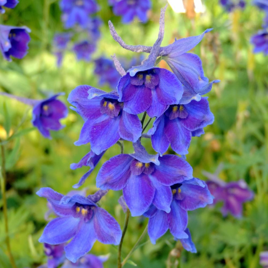Plantes Vivaces DELPHINIUM 'Völkerfrieden' (Belladonna Group) - Pied d'alouette vivace en vente - Pépinière Lepage .